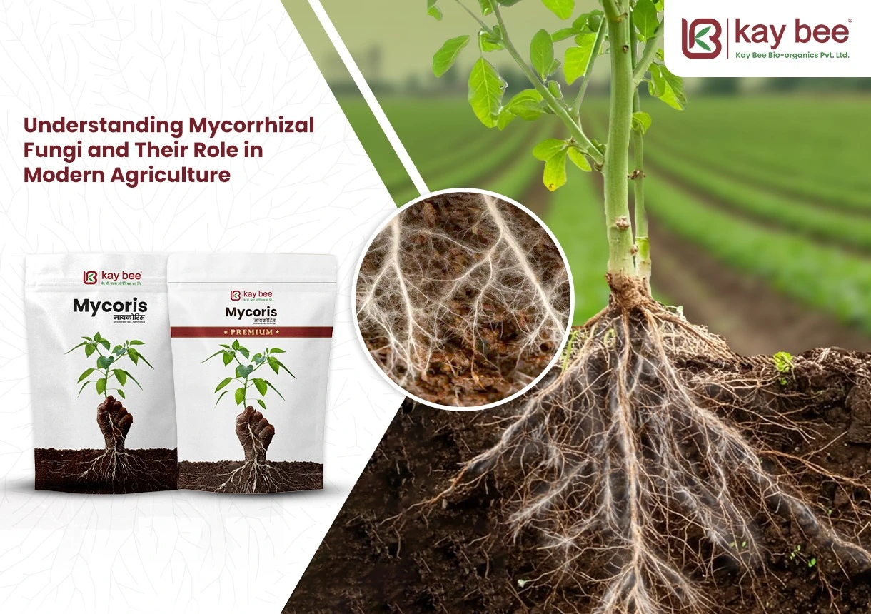 Mycorrhizal Fungi Benefits