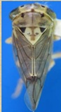 Amritodus atkinsoni