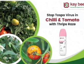 Tospo Virus in Chilli and Tomato