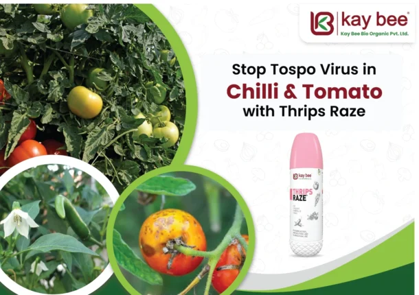 Tospo Virus in Chilli and Tomato