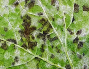 Cottony grey to purple colour fungus
