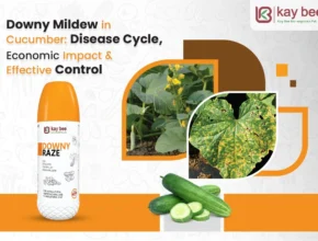 Downy Mildew in Cucumber