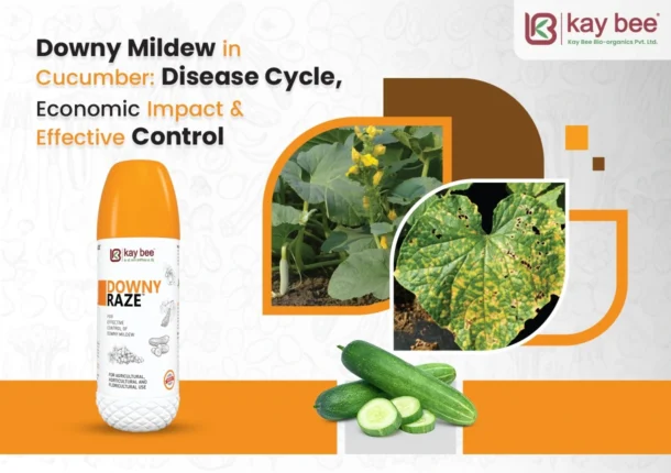Downy Mildew in Cucumber