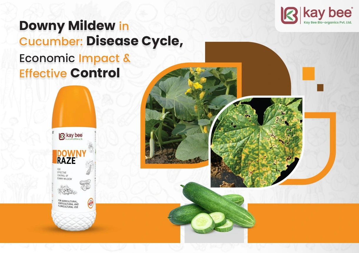 Downy Mildew in Cucumber
