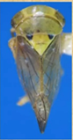 Idioscopus clypealis