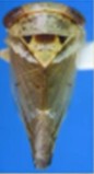 Idioscopus nitidulus
