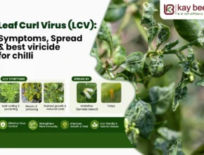 Leaf Curl Virus Symptoms