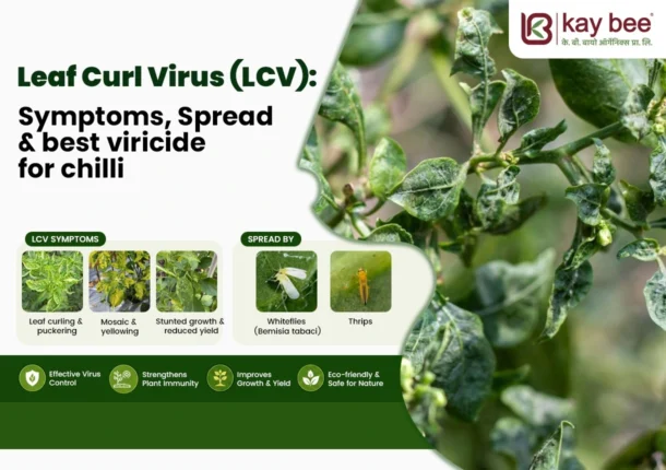 Leaf Curl Virus Symptoms