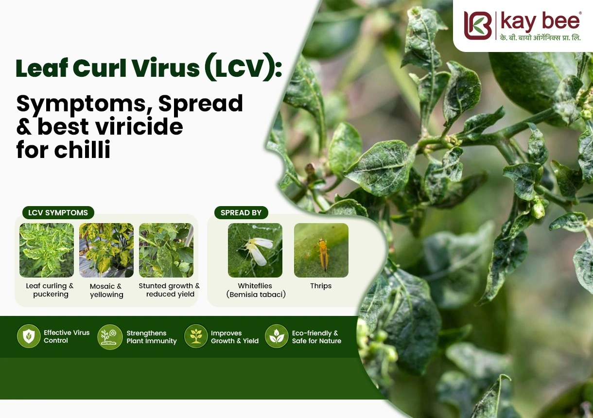 Leaf Curl Virus Symptoms