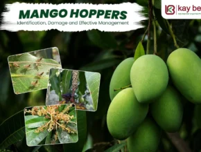 Mango Hopper Control