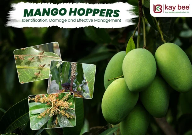 Mango Hopper Control