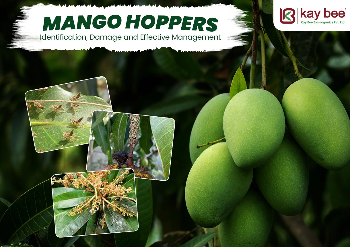 Mango Hopper Control