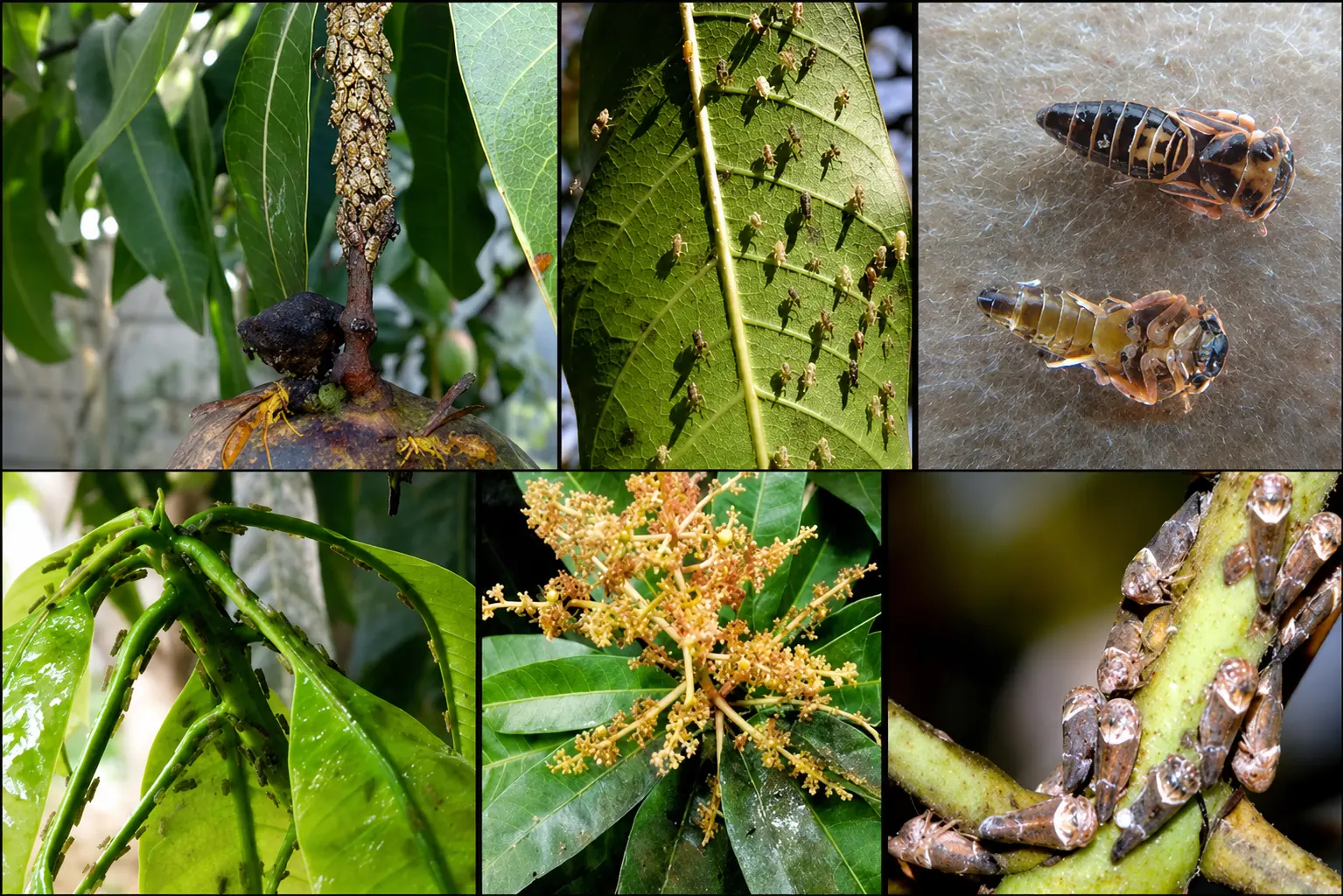 Symptoms of Hopper Damage in Mango