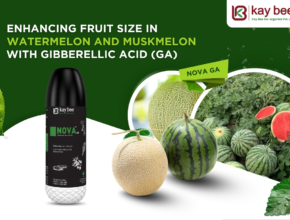 Watermelon and Muskmelon with Gibberellic Acid