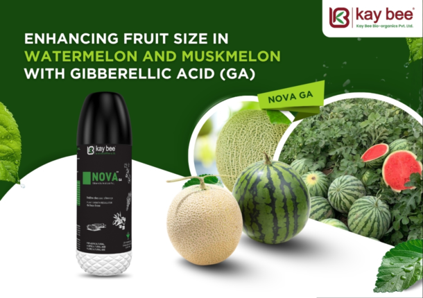 Watermelon and Muskmelon with Gibberellic Acid