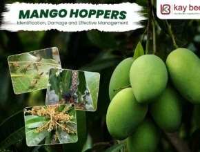 Mango Hopper Control