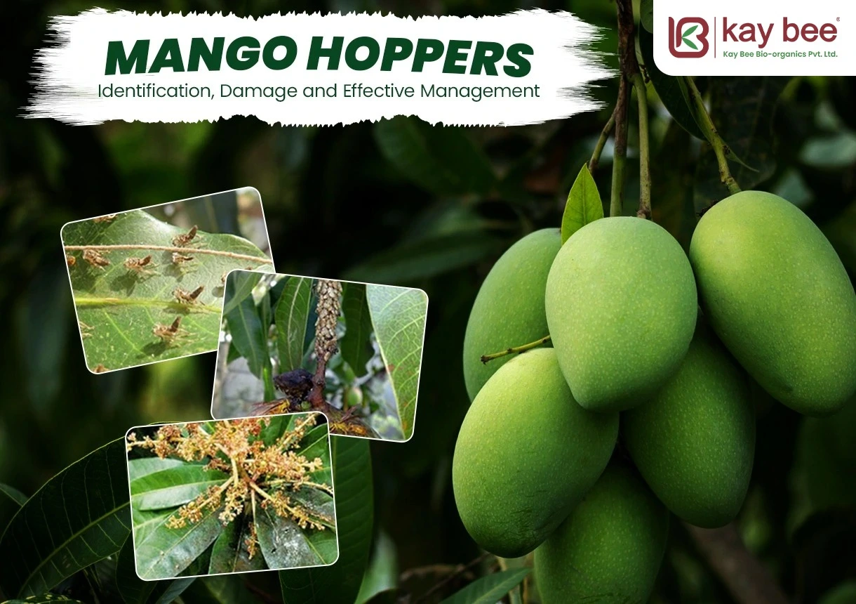 Mango Hopper Control