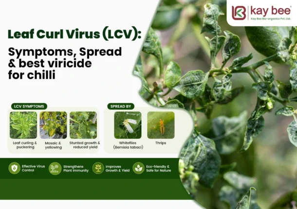Leaf Curl Virus Symptoms
