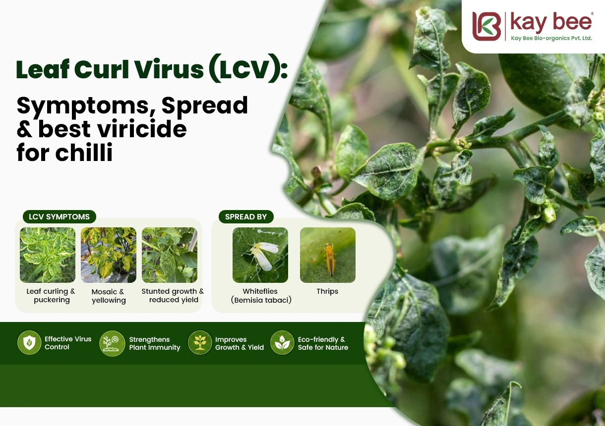 Leaf Curl Virus Symptoms