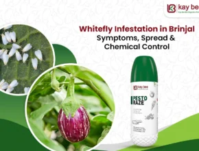 Whitefly in Brinjal
