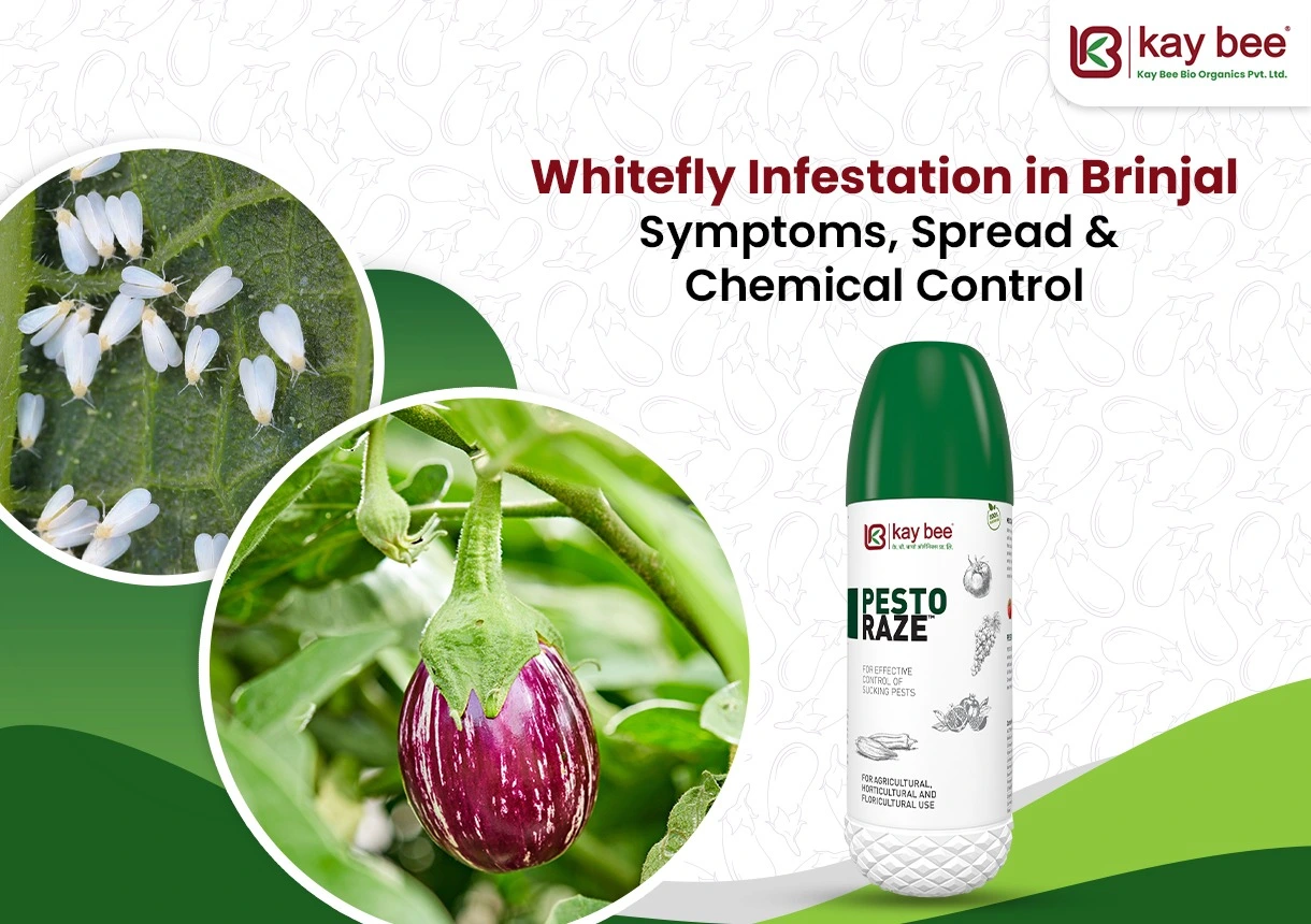 Whitefly in Brinjal