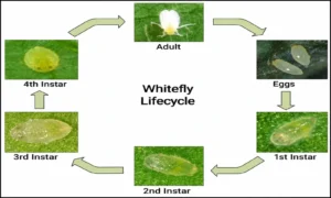 Whitefly Life cycle
