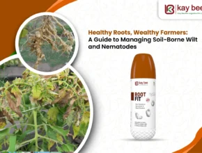 Wilt & Nematode Management