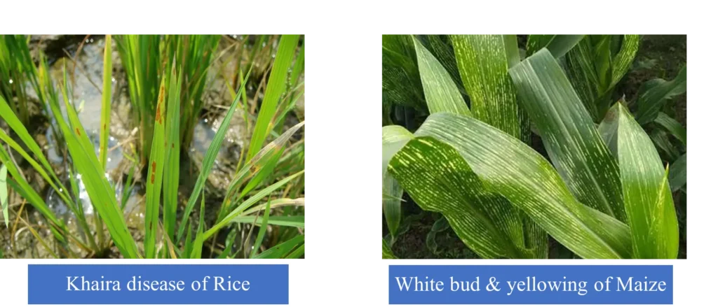 Zinc deficiency