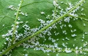 Whitefly