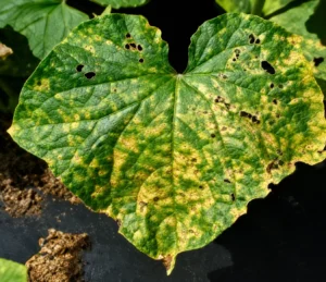 yellow angular spots