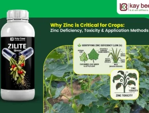 Zinc Fertilizer