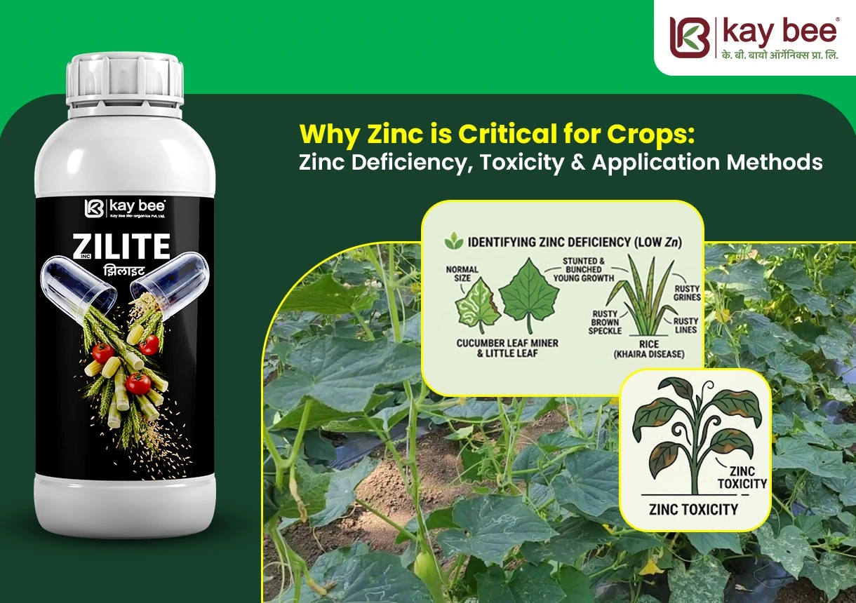 Zinc Fertilizer
