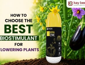 Best Biostimulant for Flowering Plants