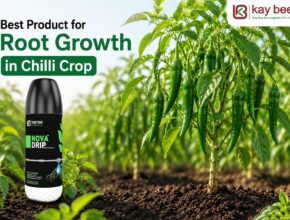 Best product for root growth in chilli crop