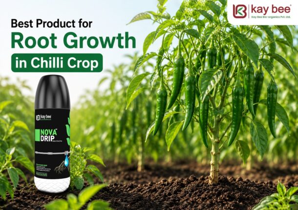 Best product for root growth in chilli crop