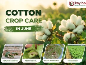 Cotton Crop Care