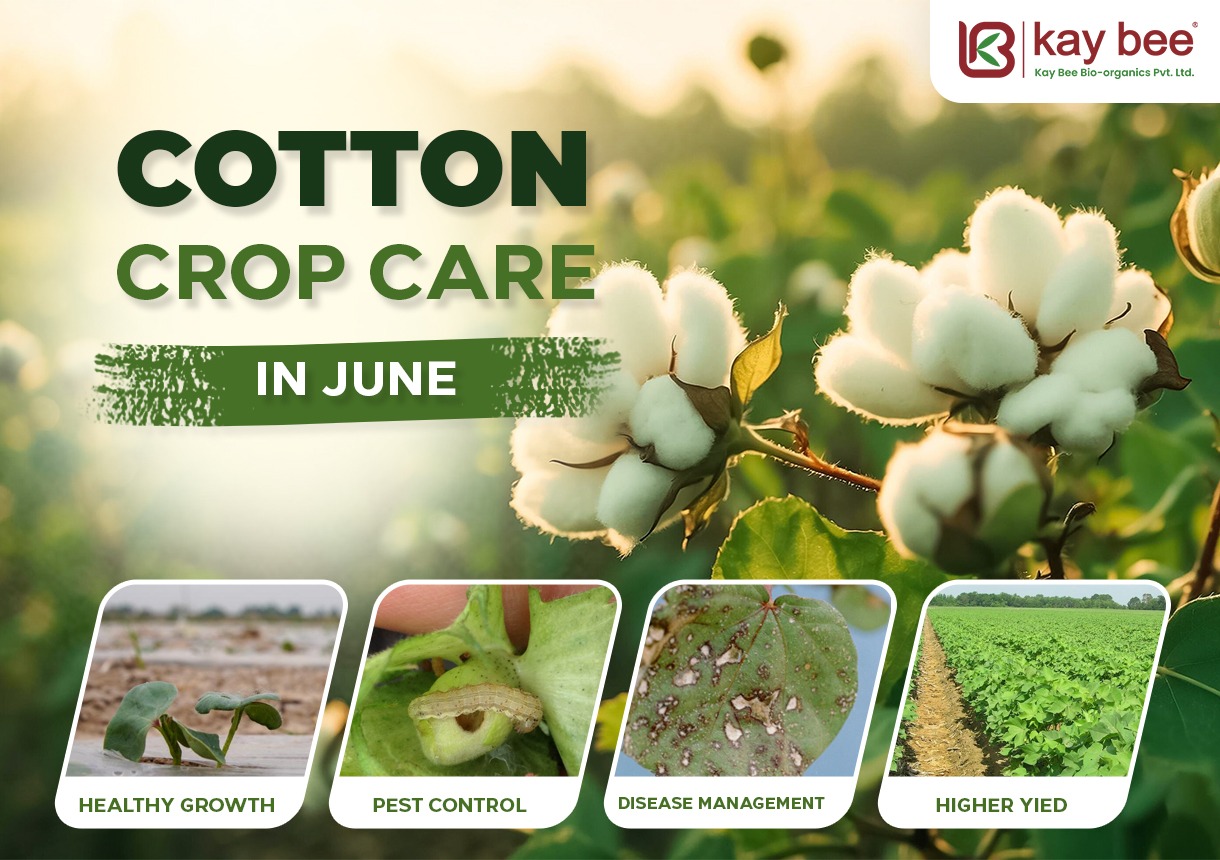 Cotton Crop Care