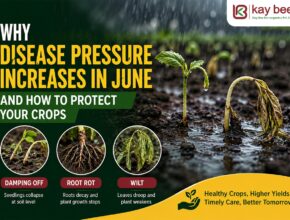 Crop disease pressure June