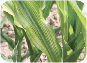 Early Zinc Deficiency Symptoms in Maize Plants