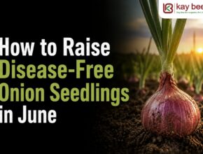 Free Onion Seedlings