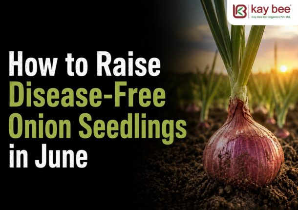 Free Onion Seedlings