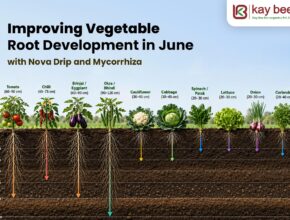 Improving Vegetable Root Development in June