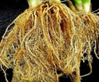 Infested roots