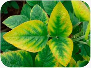 Interveinal Chlorosis Caused by Zinc Deficiency in Soybean
