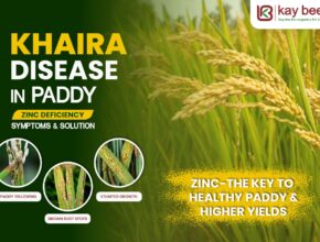 Khaira Disease in Paddy