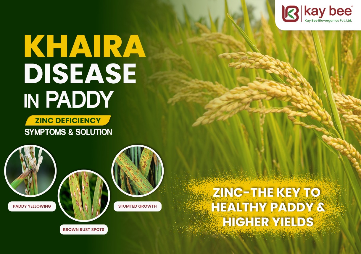 Khaira Disease in Paddy