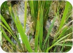 Khaira Disease in Rice Caused by Zinc Deficiency