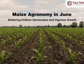 Maize Agronomy in June