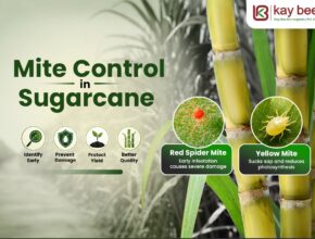 Mite Control in Sugarcane