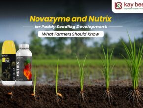 Novazyme and Nutrix for Paddy Seedling Development